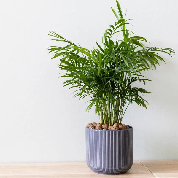 Brighter Blooms Parlor Palm Tree Palm Trees 1 Brighter Blooms Parlor Palm Tree Palm Trees