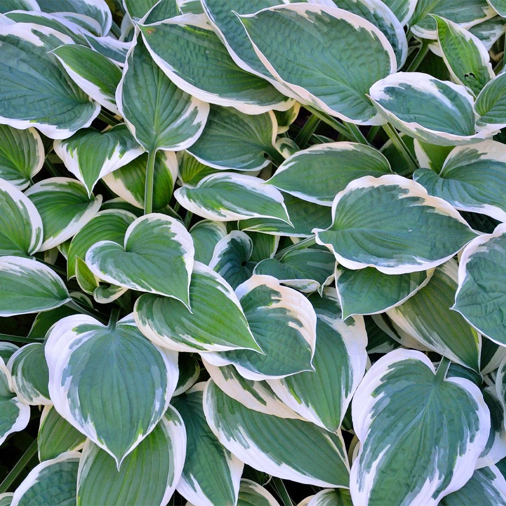 Brighter Blooms Patriot Hosta 2 Brighter Blooms Patriot Hosta