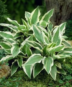 Brighter Blooms Patriot Hosta 6 Brighter Blooms Patriot Hosta