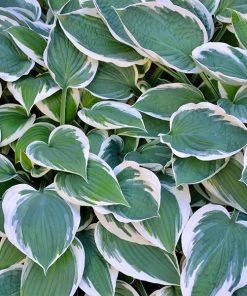 Brighter Blooms Patriot Hosta