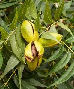 Brighter Blooms Fruit Trees Pawnee Pecan Tree
