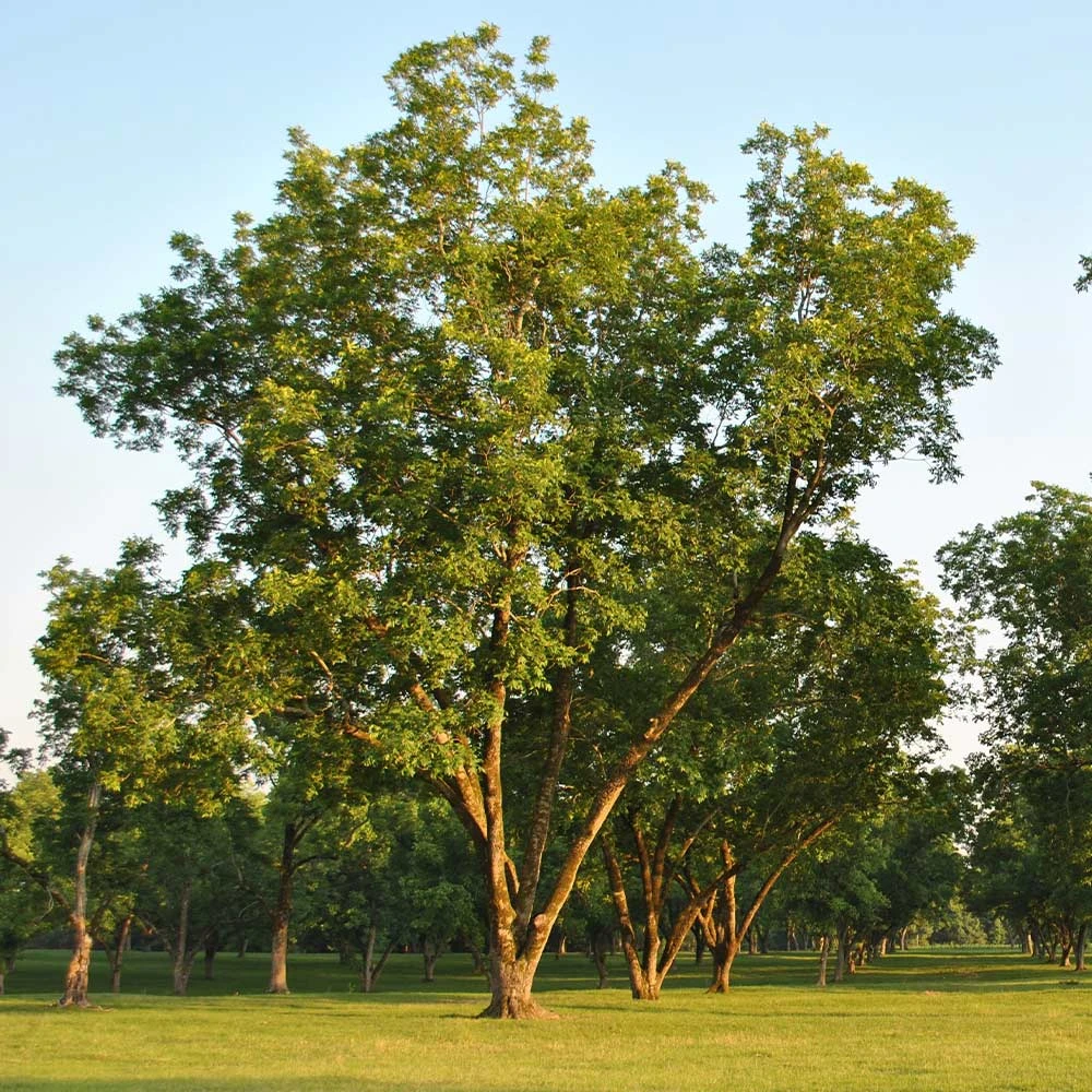 Brighter Blooms Fruit Trees Pawnee Pecan Tree 3 Brighter Blooms Fruit Trees Pawnee Pecan Tree