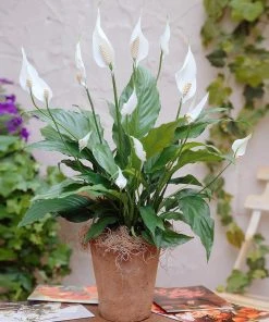 Brighter Blooms SHOP ALL Peace Lily 13 Brighter Blooms SHOP ALL Peace Lily