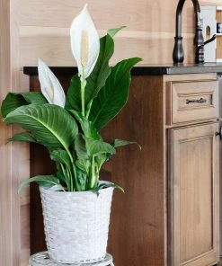 Brighter Blooms SHOP ALL Peace Lily 12 Brighter Blooms SHOP ALL Peace Lily