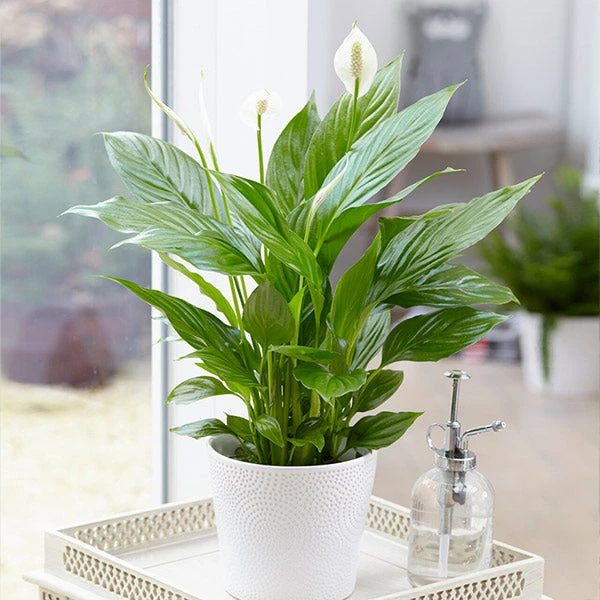 Brighter Blooms SHOP ALL Peace Lily 1 Brighter Blooms SHOP ALL Peace Lily