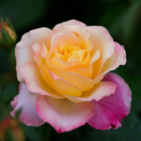 Brighter Blooms Roses Peace Rose 1 Brighter Blooms Roses Peace Rose