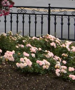 Brighter Blooms Peach Drift® Rose 5 Brighter Blooms Peach Drift® Rose