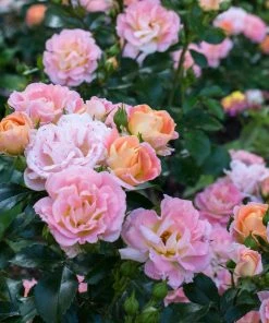 Brighter Blooms Peach Drift® Rose
