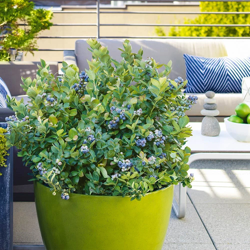 Brighter Blooms Fruit Trees Bushel And Berry® Blueberry Peach Sorbet Plant 2 Brighter Blooms Fruit Trees Bushel And Berry® Blueberry Peach Sorbet Plant