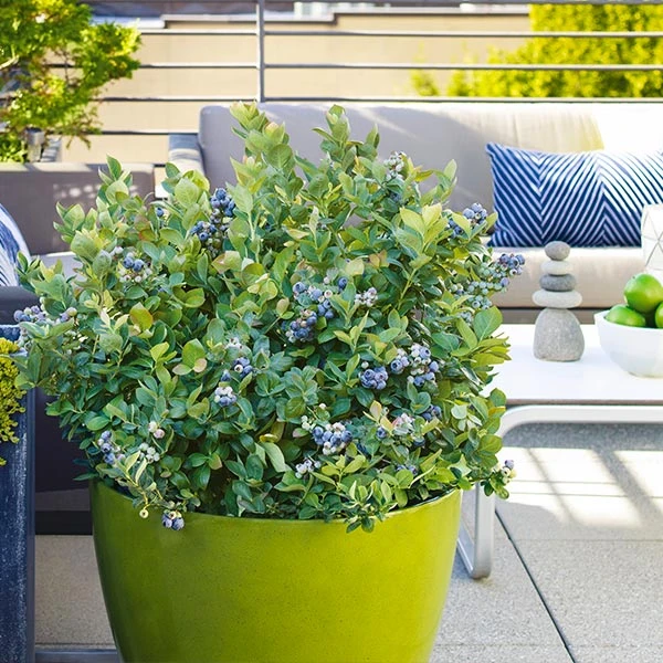 Brighter Blooms Fruit Trees Bushel And Berry® Blueberry Peach Sorbet Plant 1 Brighter Blooms Fruit Trees Bushel And Berry® Blueberry Peach Sorbet Plant