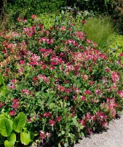 Brighter Blooms Peaches & Cream Honeysuckle Vine 7 Brighter Blooms Peaches & Cream Honeysuckle Vine