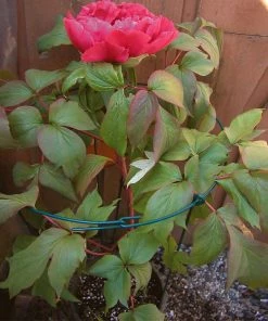 Brighter Blooms Peony Stand 5 Brighter Blooms Peony Stand