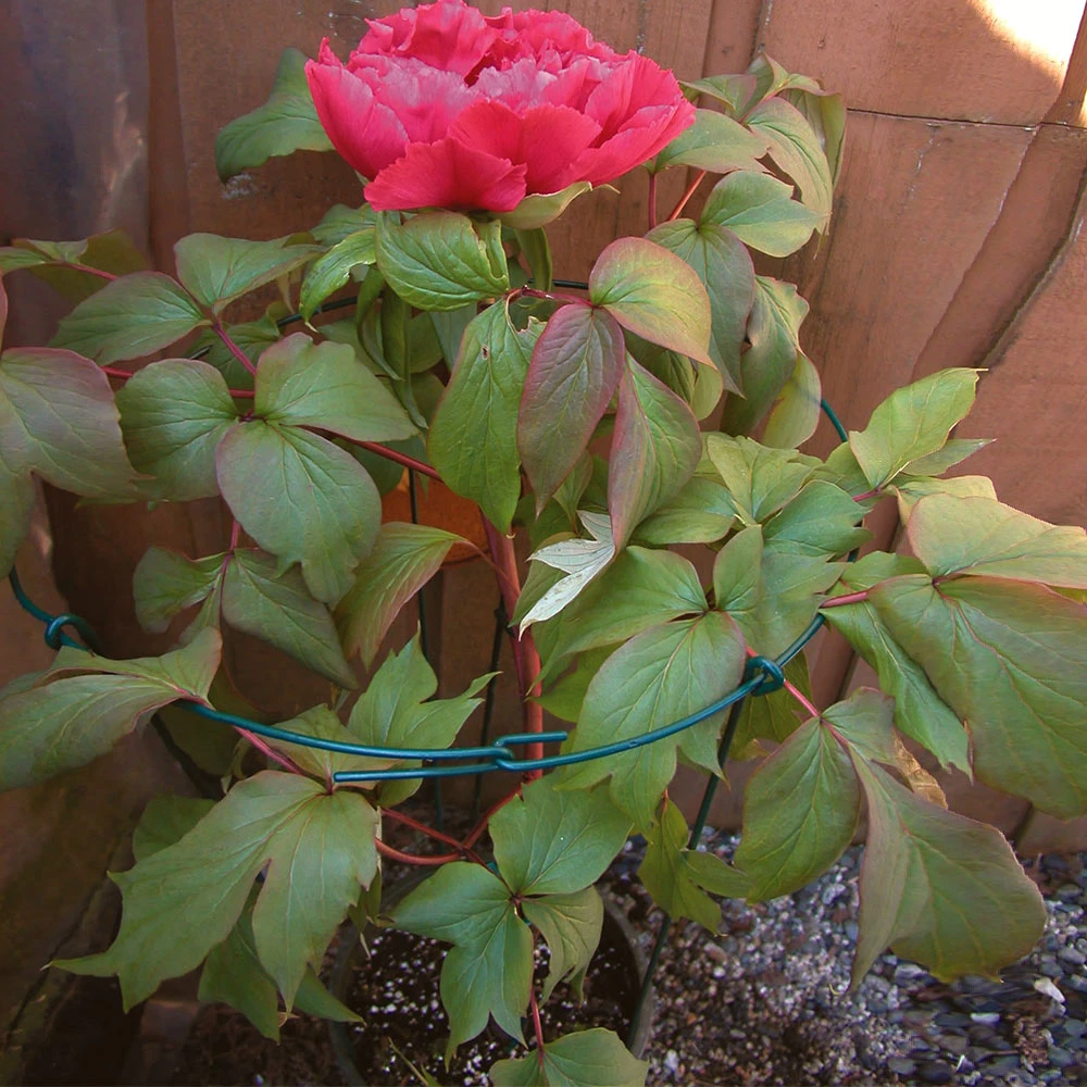 Brighter Blooms Peony Stand 3 Brighter Blooms Peony Stand