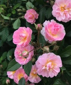 Brighter Blooms Perfume Breeze™ Rose Tree Shrubs & Hedges 5 Brighter Blooms Perfume Breeze™ Rose Tree Shrubs & Hedges