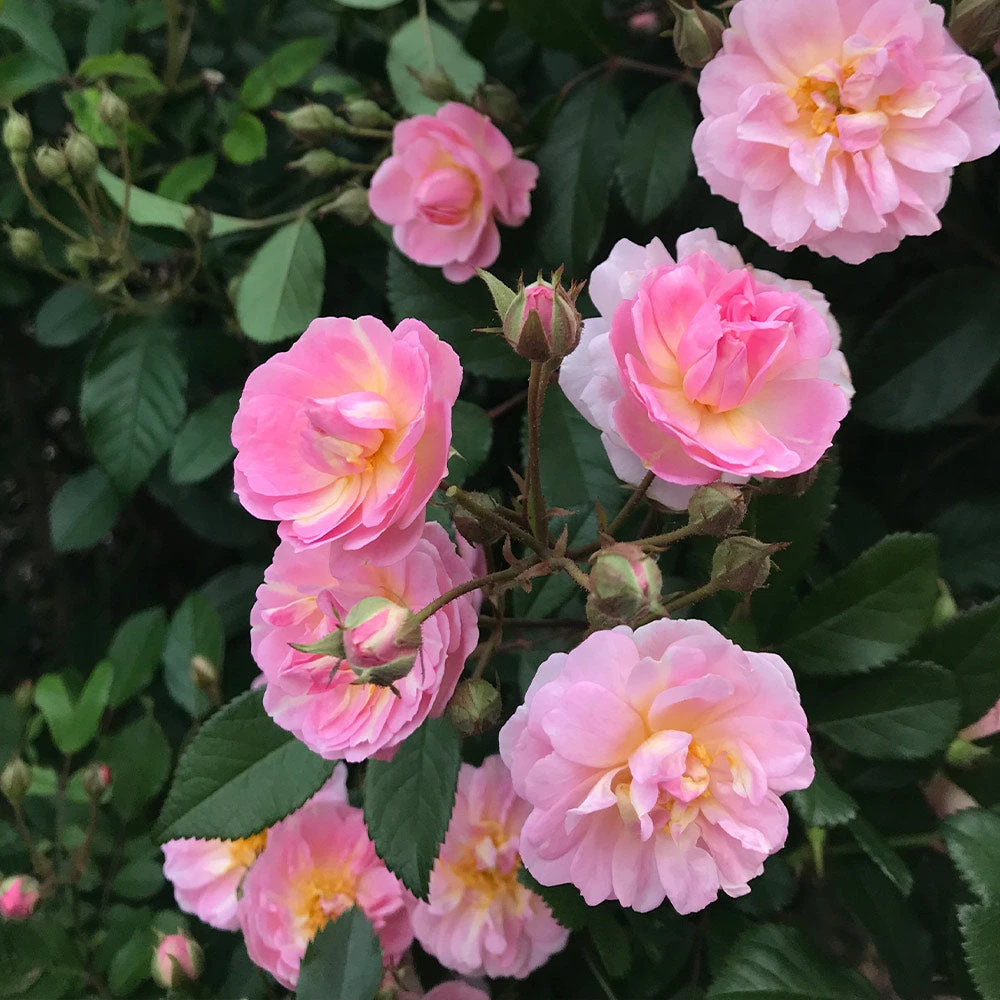 Brighter Blooms Perfume Breeze™ Rose Tree Shrubs & Hedges 3 Brighter Blooms Perfume Breeze™ Rose Tree Shrubs & Hedges