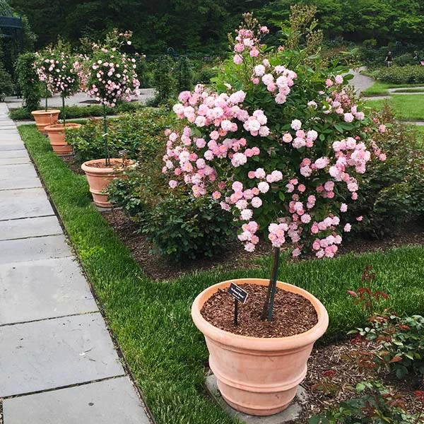 Brighter Blooms Perfume Breeze™ Rose Tree Shrubs & Hedges 1 Brighter Blooms Perfume Breeze™ Rose Tree Shrubs & Hedges