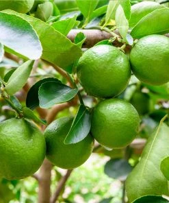 Brighter Blooms Persian 'Bearss' Lime Tree House & Patio 8 Brighter Blooms Persian 'Bearss' Lime Tree House & Patio