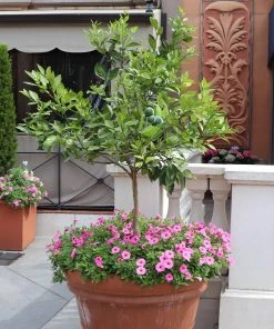 Brighter Blooms SHOP ALL Persian Lime Tree 10 Brighter Blooms SHOP ALL Persian Lime Tree