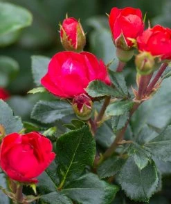 Brighter Blooms Petite Knock Out® Rose Shrub Roses 7 Brighter Blooms Petite Knock Out® Rose Shrub Roses
