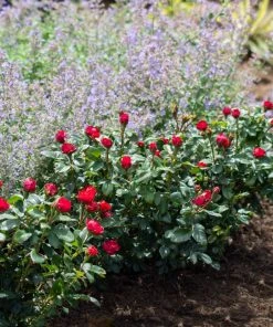 Brighter Blooms Petite Knock Out® Rose Shrub Roses