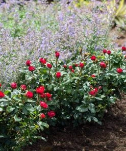 Brighter Blooms Petite Knock Out® Rose Shrub Roses