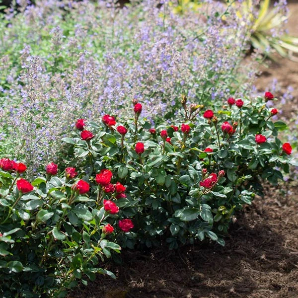 Brighter Blooms Petite Knock Out® Rose Shrub Roses 1 Brighter Blooms Petite Knock Out® Rose Shrub Roses