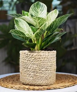 Brighter Blooms Rare House Plant Kit House & Patio 10 Brighter Blooms Rare House Plant Kit House & Patio