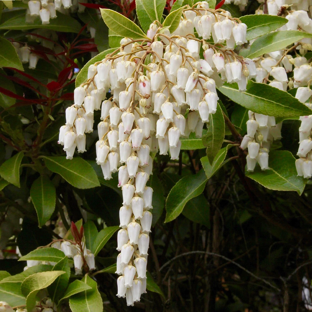 Brighter Blooms Shrubs & Hedges Pieris Mountain Fire Plant 4 Brighter Blooms Shrubs & Hedges Pieris Mountain Fire Plant