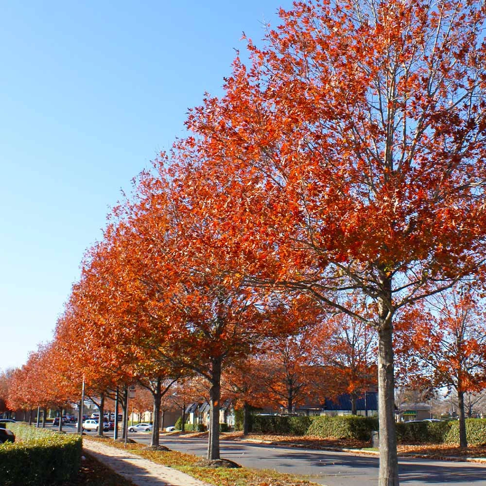 Brighter Blooms Shade Trees Pin Oak Tree 6 Brighter Blooms Shade Trees Pin Oak Tree