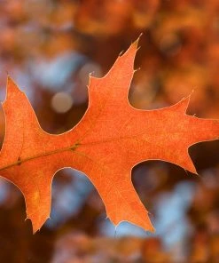 Brighter Blooms Shade Trees Pin Oak Tree 8 Brighter Blooms Shade Trees Pin Oak Tree