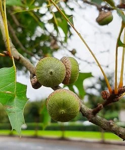 Brighter Blooms Shade Trees Pin Oak Tree 9 Brighter Blooms Shade Trees Pin Oak Tree