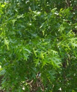 Brighter Blooms Shade Trees Pin Oak Tree 10 Brighter Blooms Shade Trees Pin Oak Tree