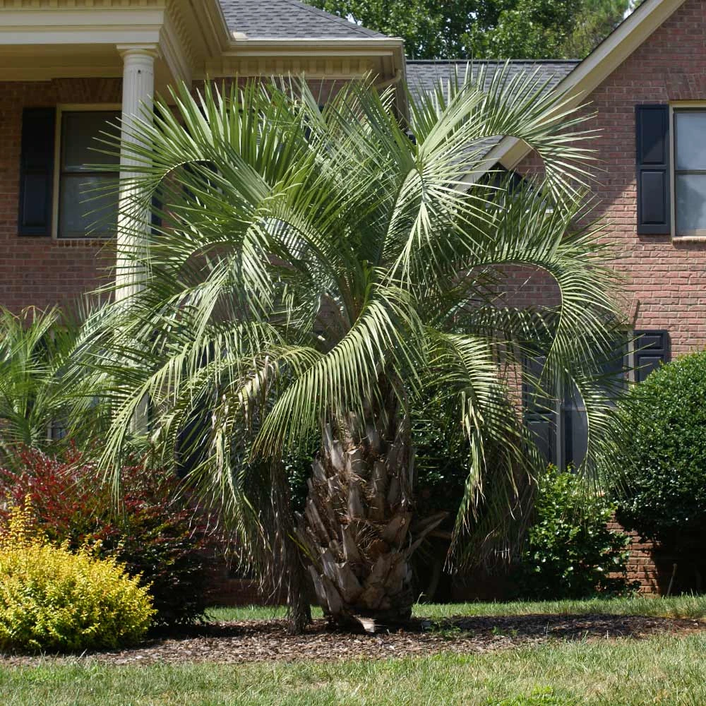 BrighterBlooms.com Pindo Palm Tree 3 BrighterBlooms.com Pindo Palm Tree