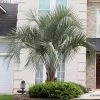 BrighterBlooms.com Pindo Palm Tree