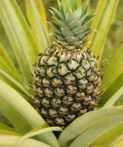 Brighter Blooms House & Patio Salsa Kit