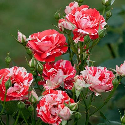Brighter Blooms Shrubs & Hedges Flower Carpet Pink Splash Rose 2 Brighter Blooms Shrubs & Hedges Flower Carpet Pink Splash Rose