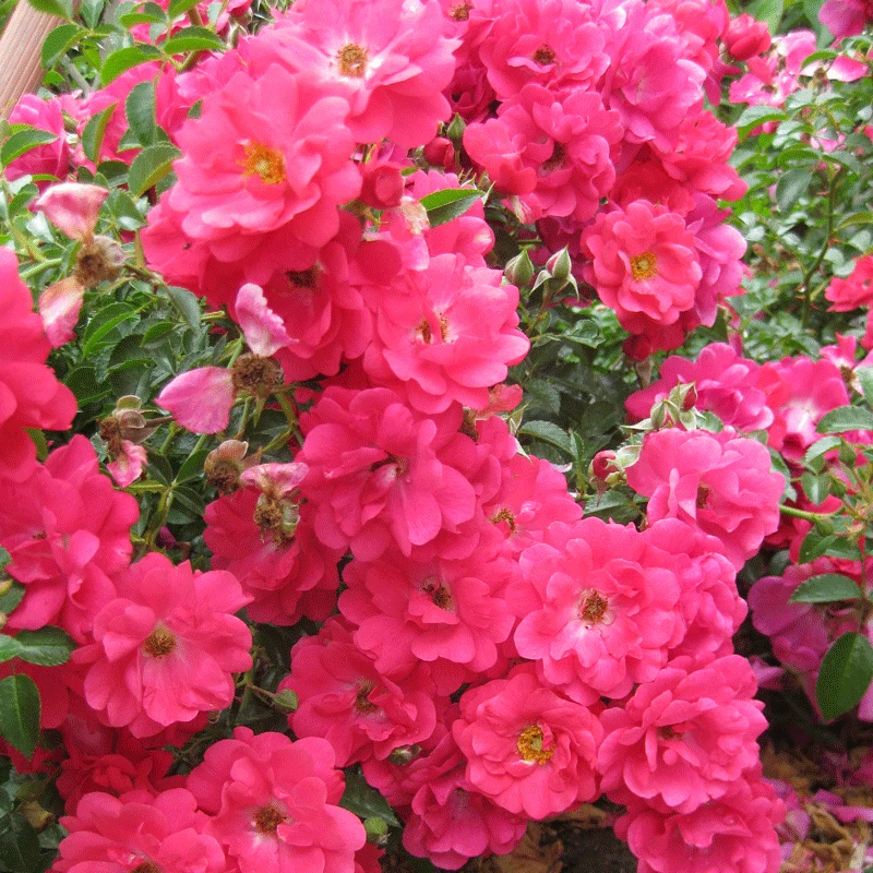 Brighter Blooms Shrubs & Hedges Flower Carpet Pink Supreme Rose 3 Brighter Blooms Shrubs & Hedges Flower Carpet Pink Supreme Rose