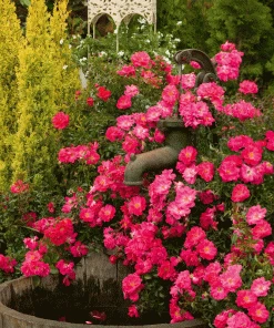 Brighter Blooms Shrubs & Hedges Flower Carpet Pink Supreme Rose