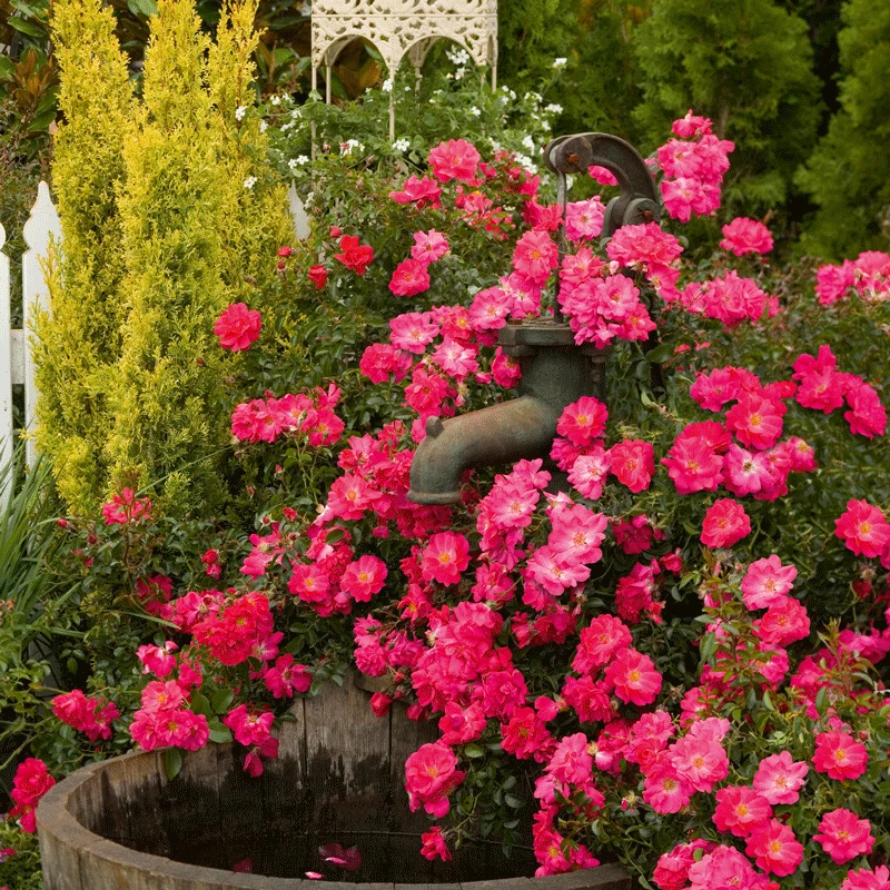 Brighter Blooms Shrubs & Hedges Flower Carpet Pink Supreme Rose 2 Brighter Blooms Shrubs & Hedges Flower Carpet Pink Supreme Rose