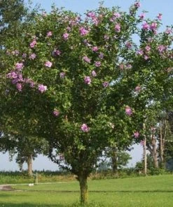 Brighter Blooms Pink Rose Of Sharon Althea Tree