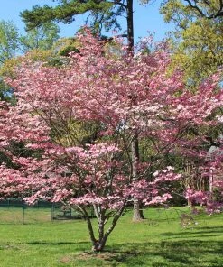 Brighter Blooms Flowering Trees Pink Dogwood Tree 6 Brighter Blooms Flowering Trees Pink Dogwood Tree