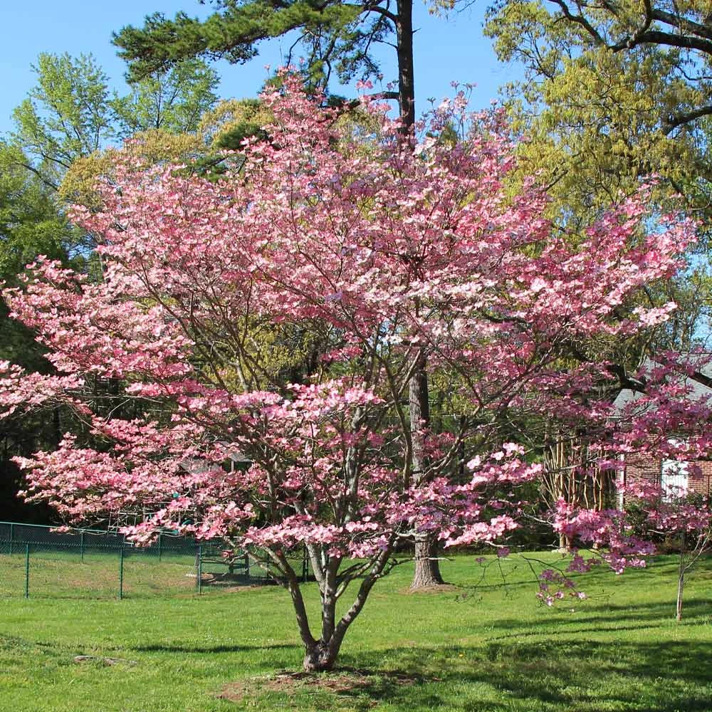 Brighter Blooms Flowering Trees Pink Dogwood Tree 3 Brighter Blooms Flowering Trees Pink Dogwood Tree