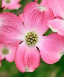 Brighter Blooms Flowering Trees Pink Dogwood Tree