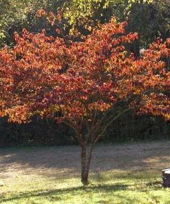 Brighter Blooms Flowering Trees Pink Dogwood Tree 7 Brighter Blooms Flowering Trees Pink Dogwood Tree