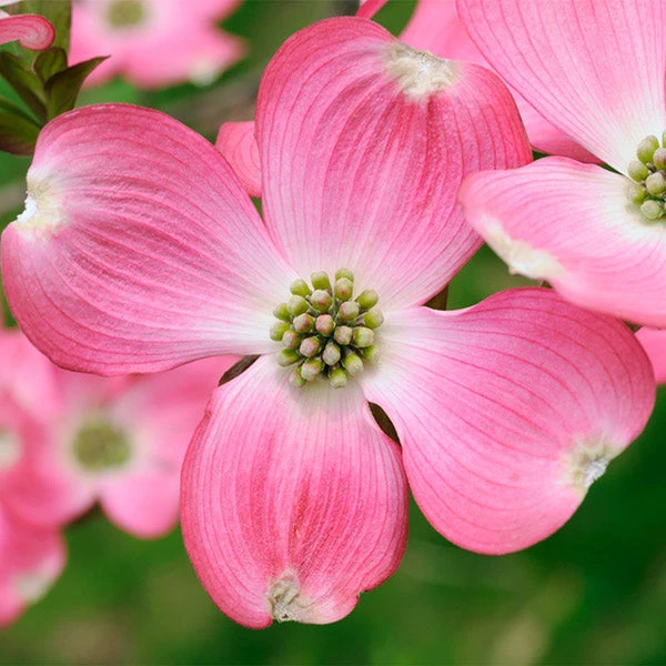 Brighter Blooms Flowering Trees Pink Dogwood Tree 1 Brighter Blooms Flowering Trees Pink Dogwood Tree