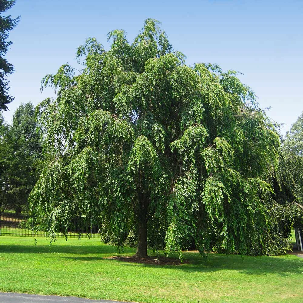 Brighter Blooms Flowering Trees Pink Weeping Cherry Tree 4 Brighter Blooms Flowering Trees Pink Weeping Cherry Tree