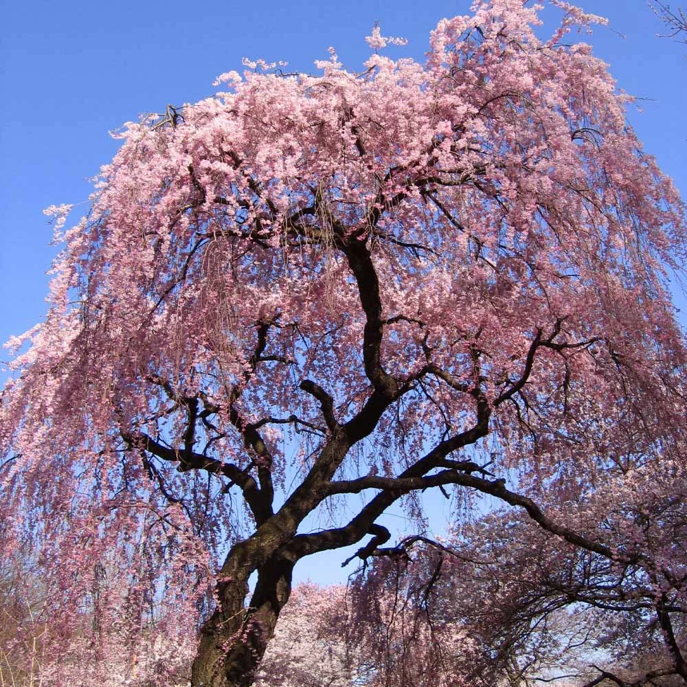 Brighter Blooms Flowering Trees Pink Weeping Cherry Tree 2 Brighter Blooms Flowering Trees Pink Weeping Cherry Tree