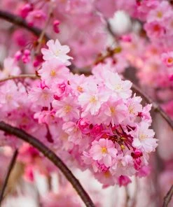 Brighter Blooms Flowering Trees Pink Weeping Cherry Tree 6 Brighter Blooms Flowering Trees Pink Weeping Cherry Tree