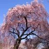 Brighter Blooms Flowering Trees Pink Weeping Cherry Tree