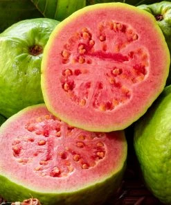 Brighter Blooms Tropical Pink Guava Tree 8 Brighter Blooms Tropical Pink Guava Tree